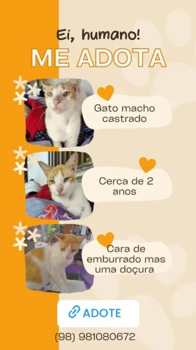 Gato para adoção 