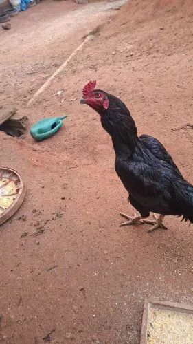 Galos indio tailandês