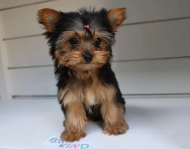 Yorkshire Terrier Afeto que inspira serenidade