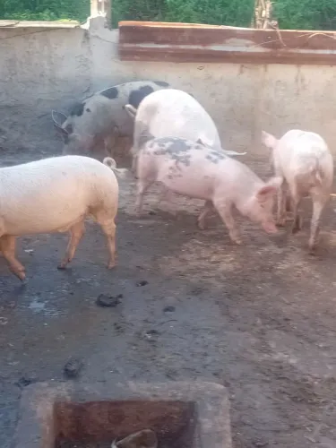 Vende porcos enchetada