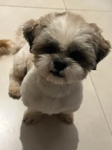 Shitzu macho disponível para cruzar