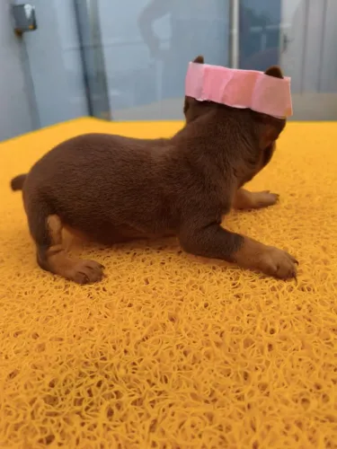Pinscher filhote cheio de amor para novo lar