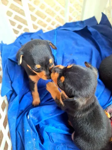 Pinscher macho