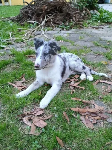 Filhote de border collie blue merle