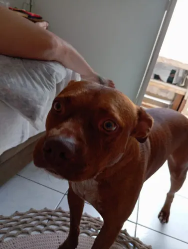 Doa-se cachorro em Adamantina