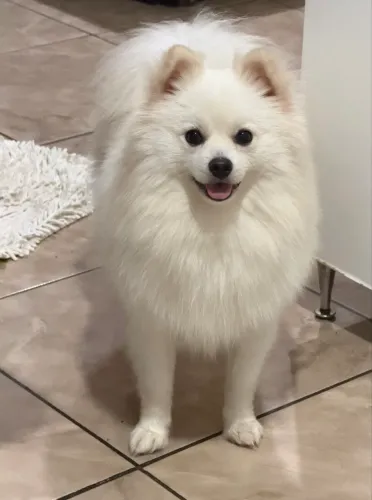 Spitz Alemão 2 anos de Idade POSSUI PEDIGREE CBKC