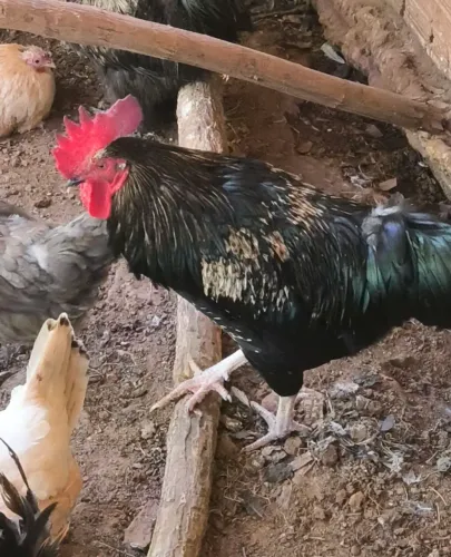 Galos filhos de glc