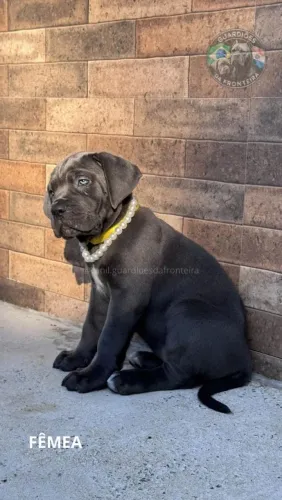 Lindas fêmeas Cane Corso 