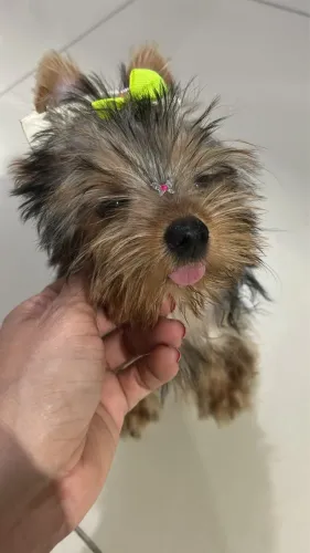 Cachorra 