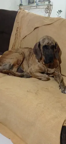 O último filhote de fila brasileiro