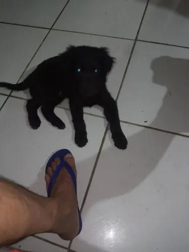 Cachorro labrador