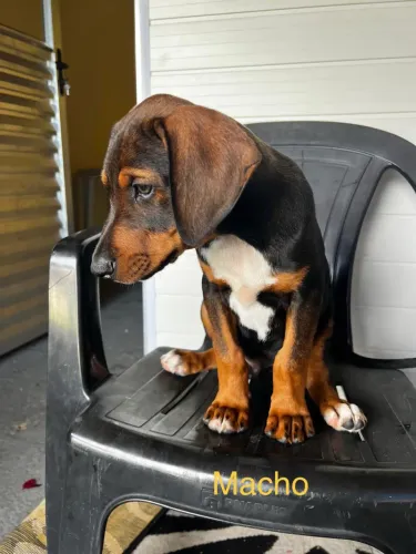Mestiço Dobermann