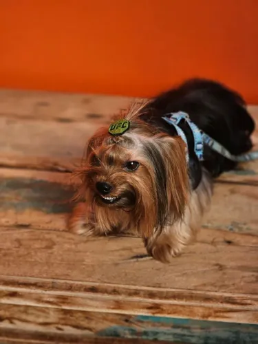 ? FILHOTES DE YORKSHIRE TERRIER MACHOS - 50 DIAS ?