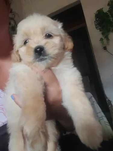 Vendo filhote de Shih zhu