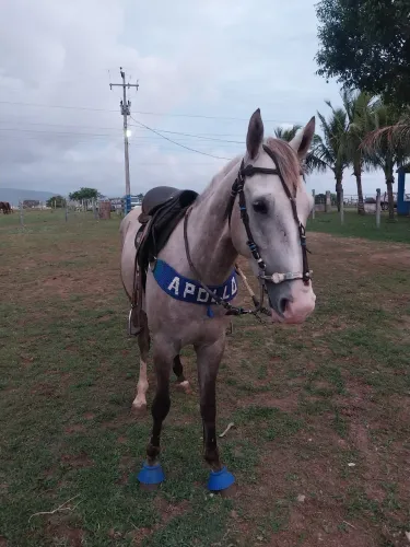 Vendo cavalo de vaquejada 