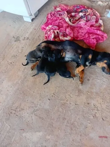 Filhote de pinscher com salsicha