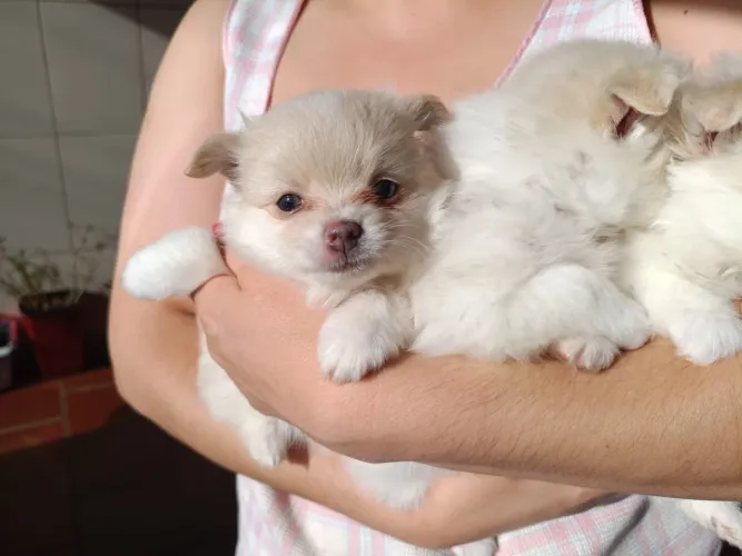 Lulu da Pomerania femeas