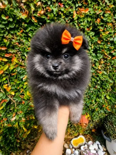 Lulu da Pomerânia fêmea anã