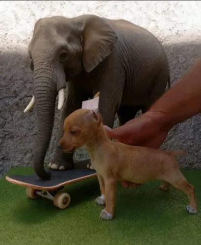 Lindos Filhotes Pinscher Zero