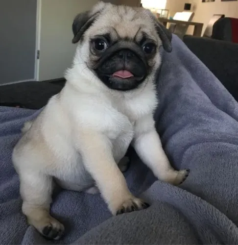 Filhotes de Pug | Um amigo cheio de encanto.