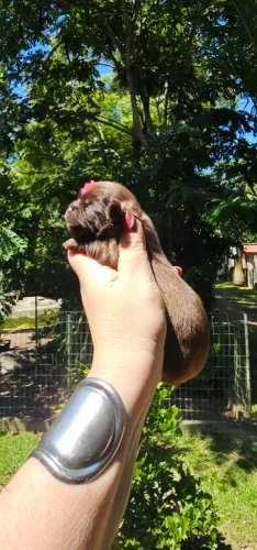 Shih-tzu Chocolate Raridade