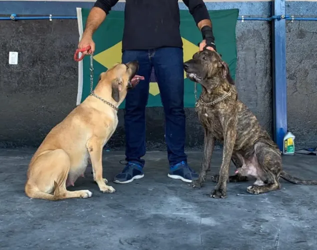 Cães de porte raça grande fila
