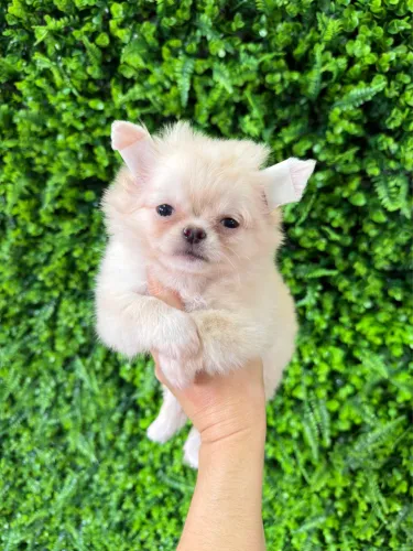 Chihuahua creme muito bonito