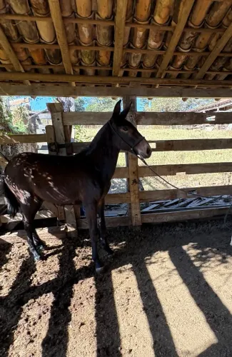 Burro preto de patrão