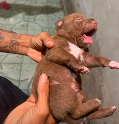 Vende-se filhote de pitbull, macho 450,00.