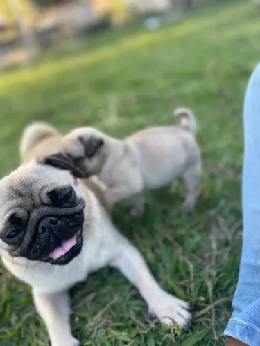 ?Oportunidade única, lindo filhote de pug R$1.000,00, pronta entrega