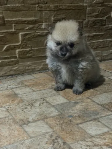 Vendo filhotes fêmea de Lulu da pomerania