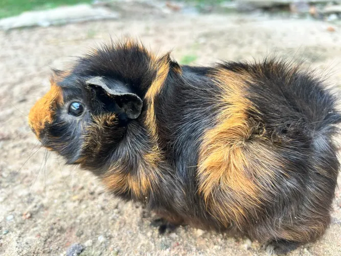 Porquinhos da india