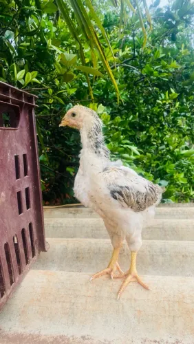 Pintinhos GSB e Polaco Balão 