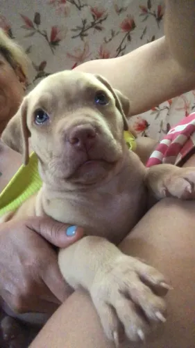 Cachorro  macho ?