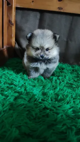 Lulu Pomerânia Anão 2.800 10x