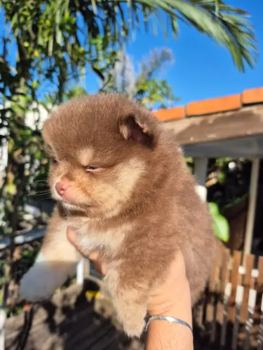 Spitz alemão luludapomerania