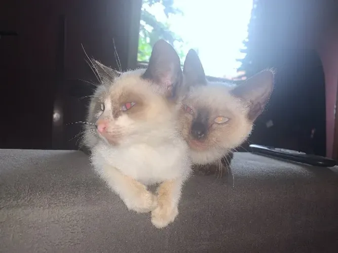 Doação de gata filhote (1 mês de vida) siames 