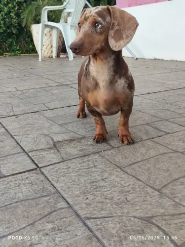Dachshund 