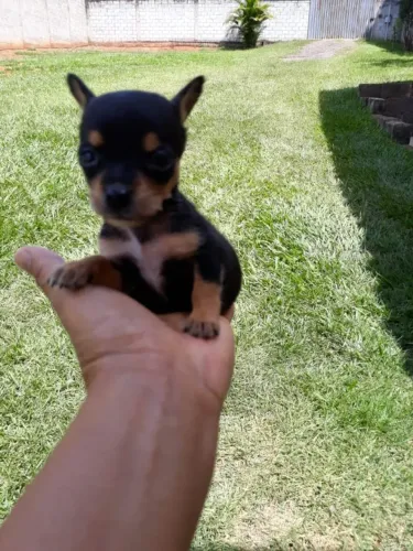 Pinscher Miniatura - Pacotinhos de amor com quatro patinhas