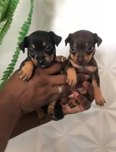 Cachorro Pinscher pra Doação