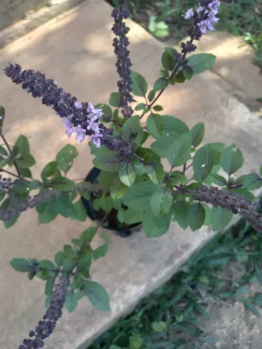 Manjericão roxo