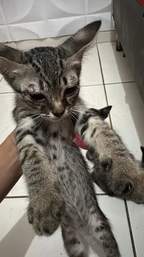 Gatinhos para doação