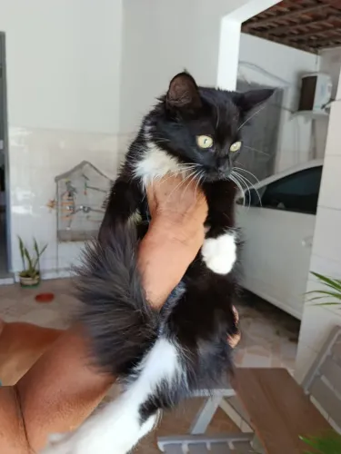Gatinha pra adoção responsável 
