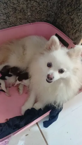 Lulu da pomerania 