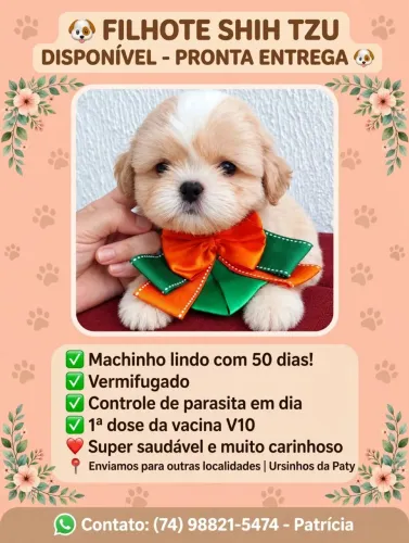 Lindo bebezinho de shitzu