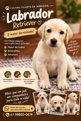 Último filhote de labrador retriever