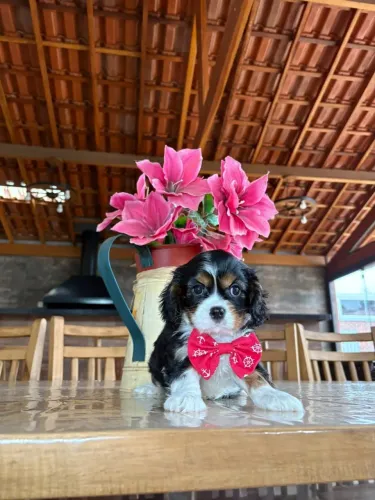 ? CAVALIER KING CHARLES - LINDOS FILHOTES! ?