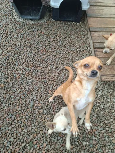 Femea chihuahua 
