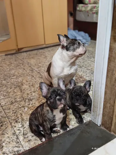 Buldogues super lindos 