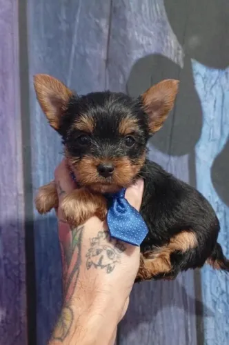 YORKSHIRE TERRIER MACHO DISPONÍVEL